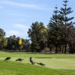 Best public golf courses Perth driving range near you