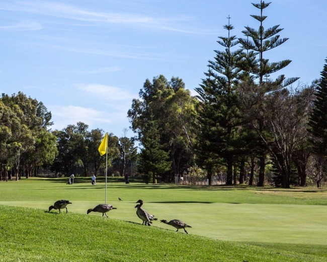 Best public golf courses Perth driving range near you